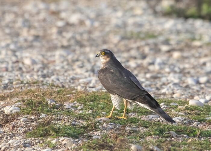 Raudkull f.Janne Põlluaas (2)