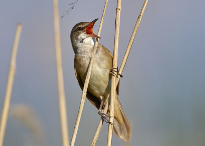 120520aa225 120520aa225