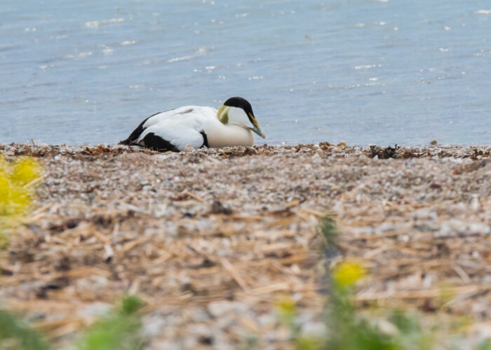 Hahk_PeterLind_DSC_1965-4 Hahk_PeterLind_DSC_1965-4