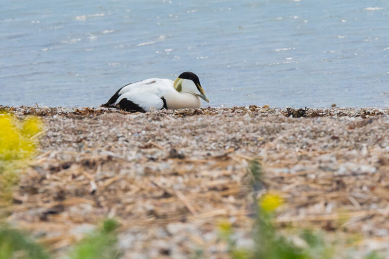 Common eider