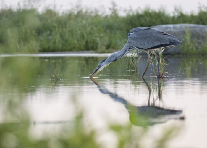 Hallhaigur(Kauro Kuik)