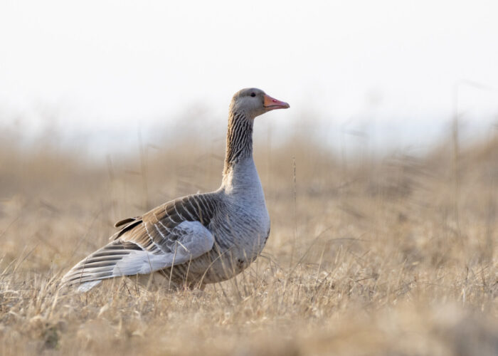 Hallhani (Lisandra Kuik)