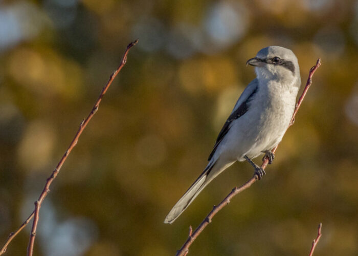 Hallõgija (Kauro Kuik)