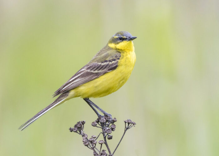 Hänilane (Kauro Kuik)