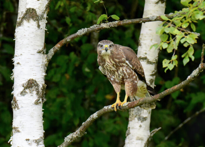 Hiireviu_PeterLind_DDD_2413a-2-s-2