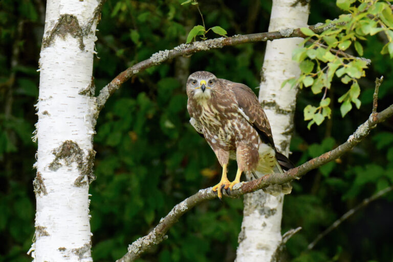 Common buzzard