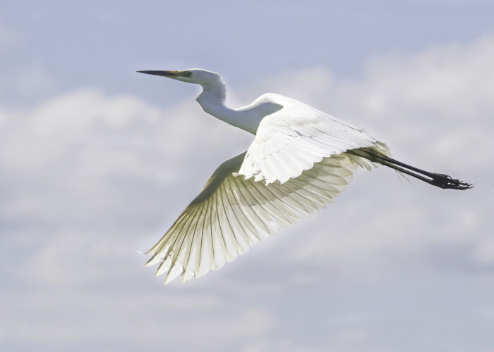 Hõbehaigur f.Janne Põlluaas