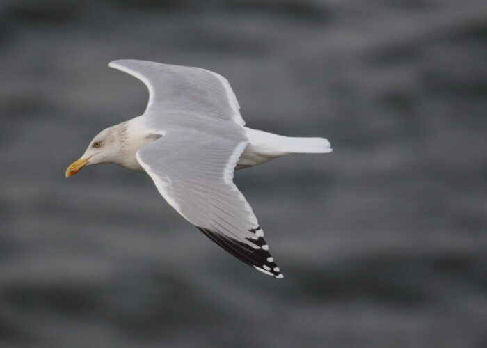 Hõbekajakas_Sander Sirelbu
