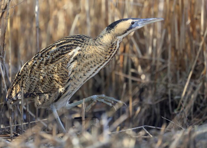 Hüüp_Arved Bauer Hüüp_Arved Bauer