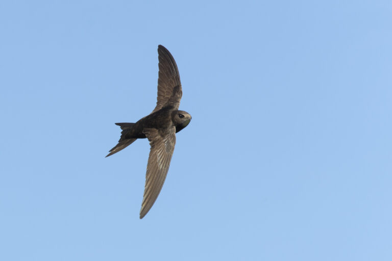 Common swift