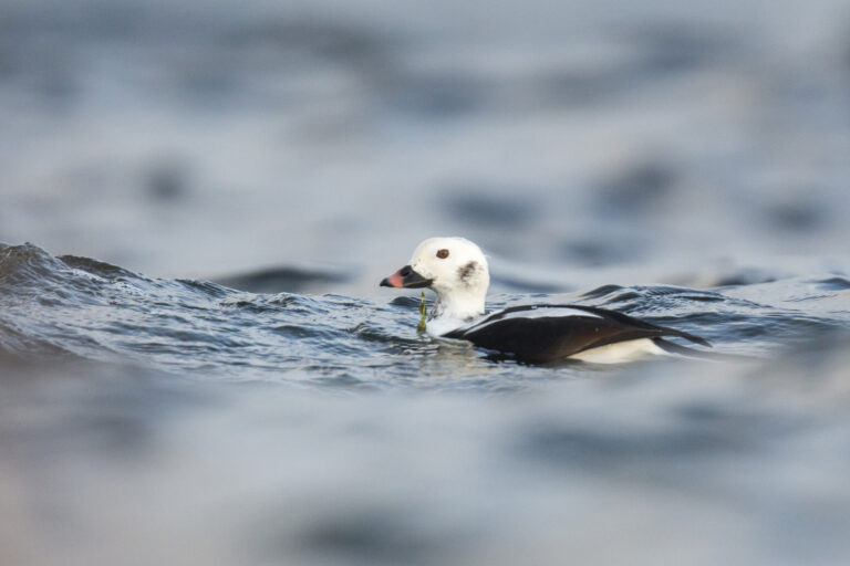 Long-tailed duck