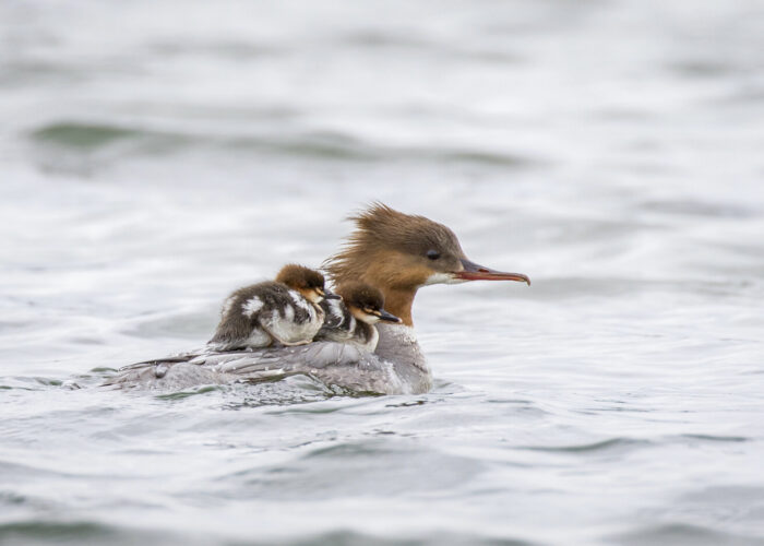 Jääkoskel (Kauro Kuik)