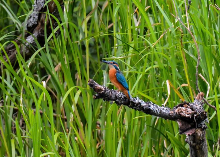 Jäälind_PeterLind_DDD_8462a-2-2-s (2) Jäälind_PeterLind_DDD_8462a-2-2-s (2)