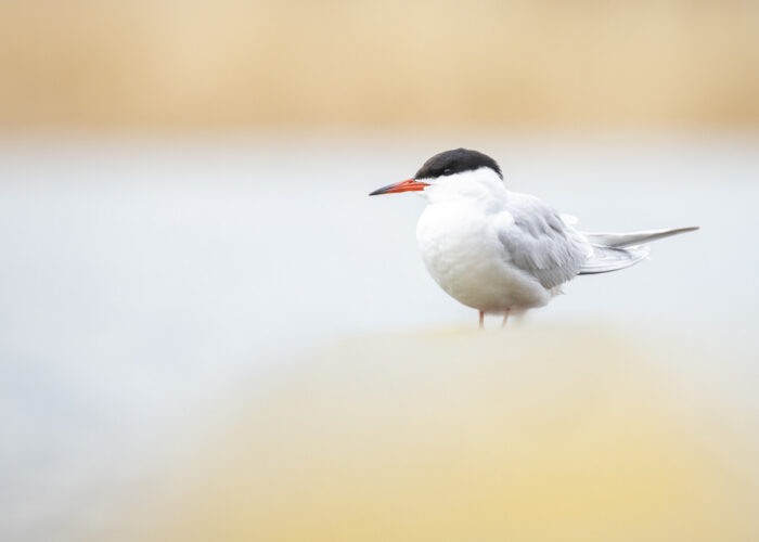 Jõgitiir (Kauro Kuik) Jõgitiir (Kauro Kuik)