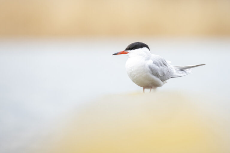 Common tern