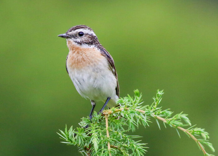 Kadakatäks3 (Kauro Kuik)
