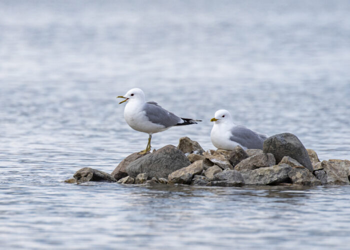 Kalakajakas2 (Kauro Kuik)