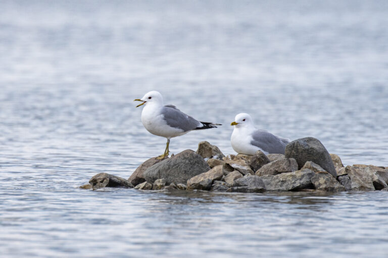 Common gull