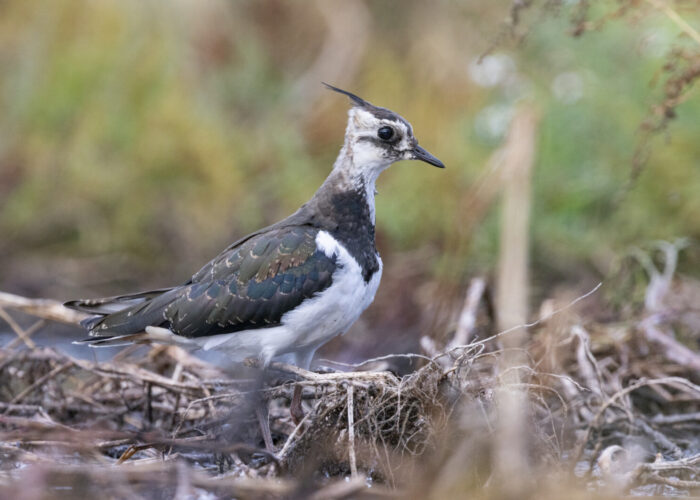Kiivitaja. Foto: Kauro Kuik