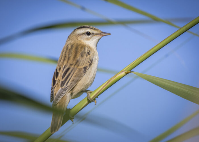 Kõrkja-roolind2 (Kauro Kuik) Kõrkja-roolind2 (Kauro Kuik)