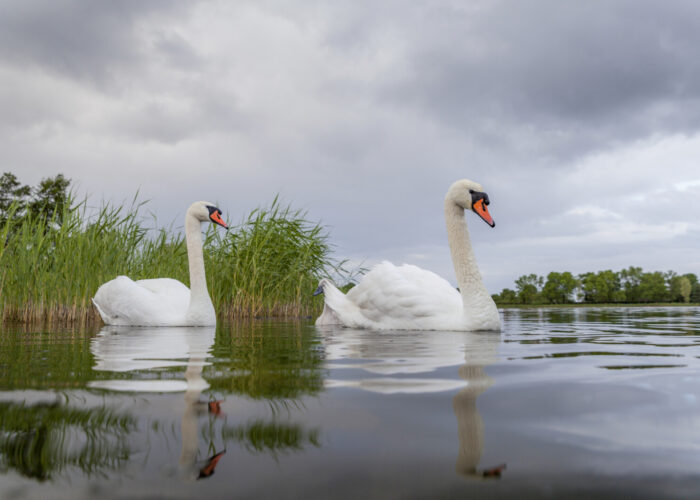 Kühmnokk-luik1 (Kauro Kuik)