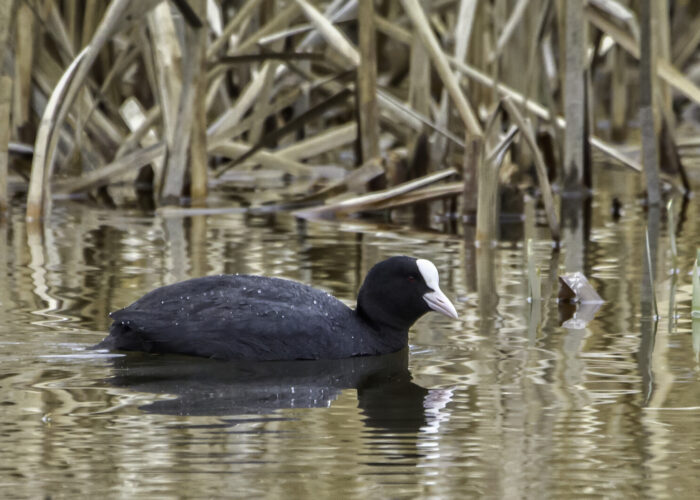 Lauk f.Janne Põlluaas Lauk f.Janne Põlluaas