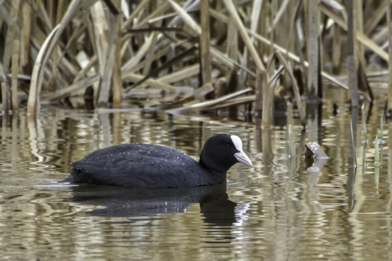 Eurasian coot