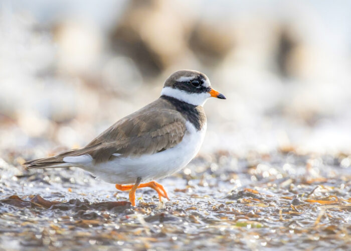 Liivatüll (Kauro Kuik) Liivatüll (Kauro Kuik)