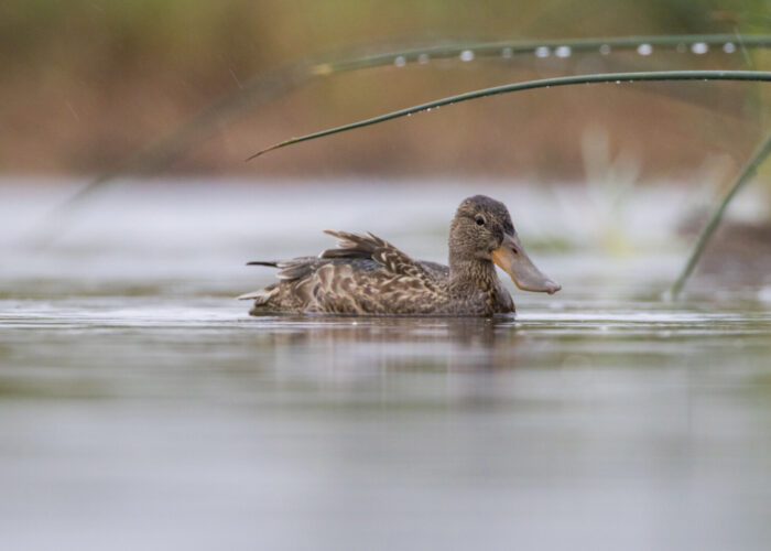 Luitsnokk-part (Kauro Kuik)