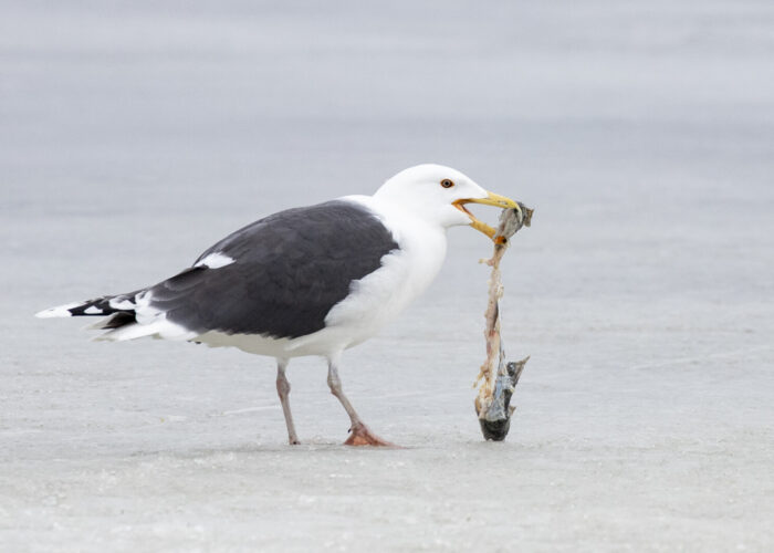 Merikajakas2 (Kauro Kuik) Merikajakas2 (Kauro Kuik)