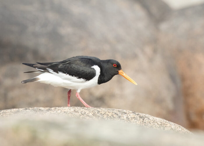 Merisk (Kauro Kuik) Merisk (Kauro Kuik)