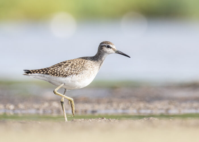 Mudatilder4 (Kauro Kuik)