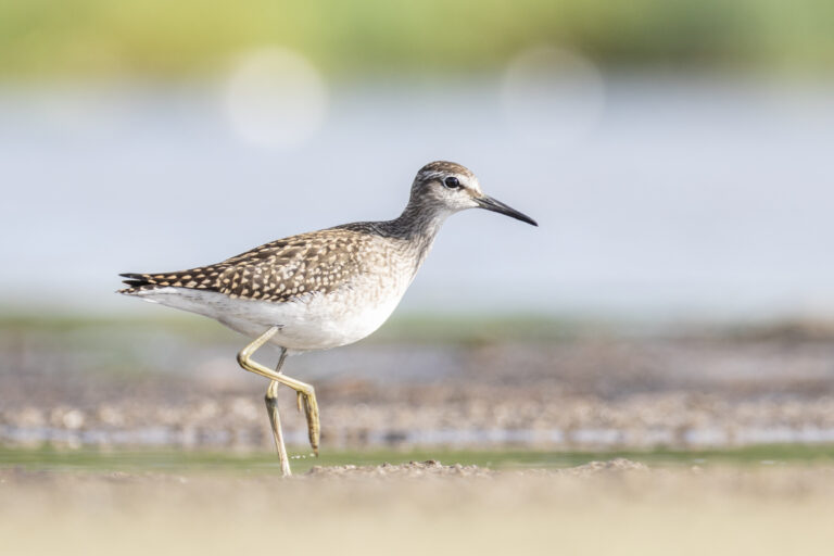 Wood sandpiper