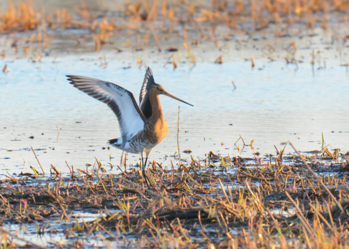 Mustsaba-vigle_PeterLind_DDD_6869-2-s