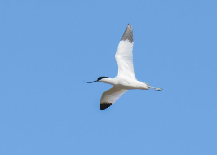 Naaskelnokk_PeterLind_DDD_6432-2-s Naaskelnokk_PeterLind_DDD_6432-2-s