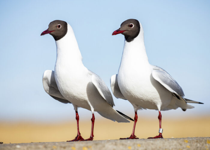 Naerukajakas2 (Kauro Kuik)