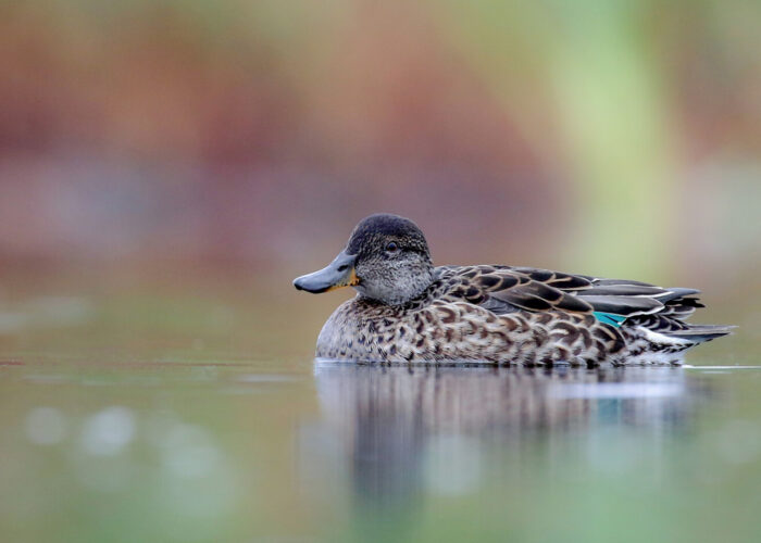 Piilpart3 (Kauro Kuik)