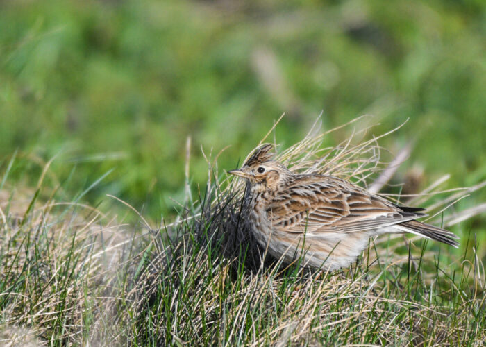 Põldlõoke_Sander Sirelbu
