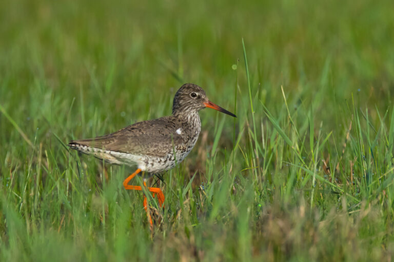 Common redshank