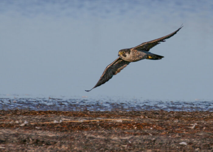 Rabapistrik (Kauro Kuik)