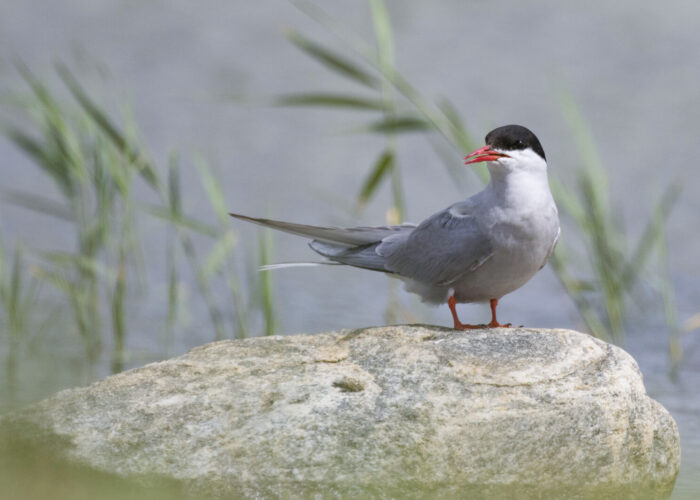 Randtiir (Kauro Kuik) Randtiir (Kauro Kuik)