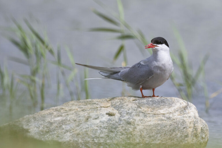 Arctic tern