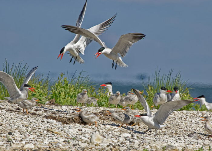 Räusktiirud_Arne Ader Räusktiirud_Arne Ader