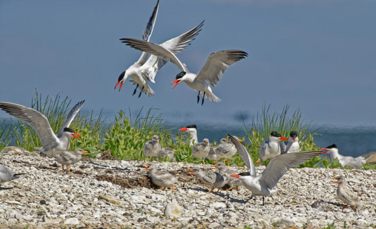 Caspian tern