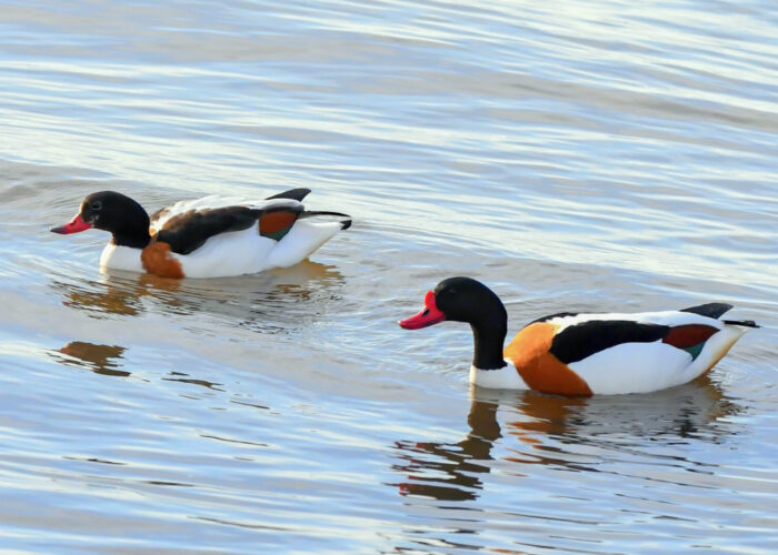 Ristpart_PeterLind_DSC_8330-1-2-s Ristpart_PeterLind_DSC_8330-1-2-s