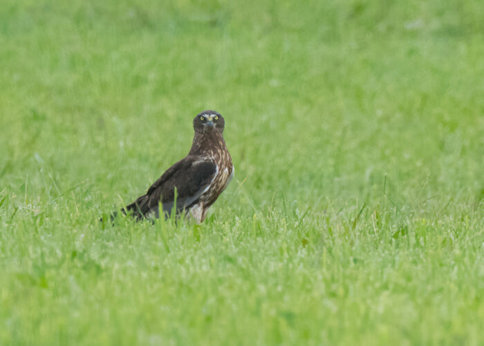 Roo-loorkull_PeterLind_DSC_9735-2-s