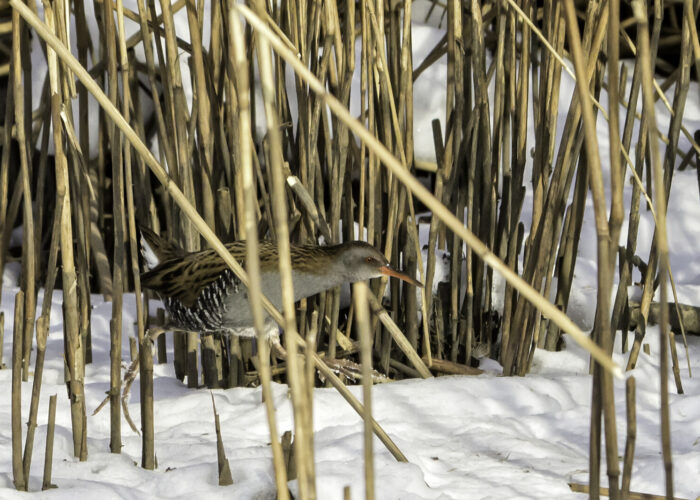 Rooruik f.Janne Põlluaas