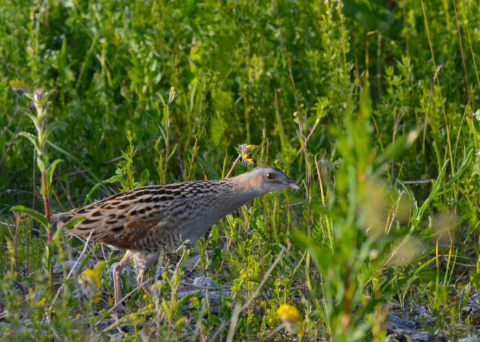 Rukkirääk_PeterLind_DDD_0978-2-sh-1