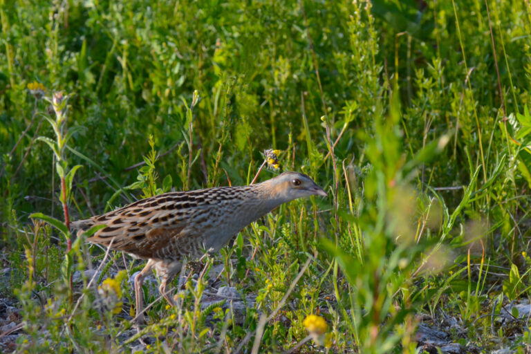 Corn crake