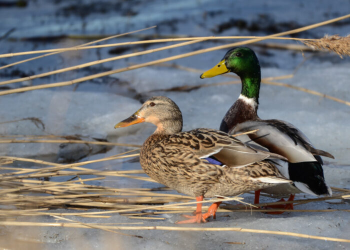 Sinikael-part__Sander Sirelbu